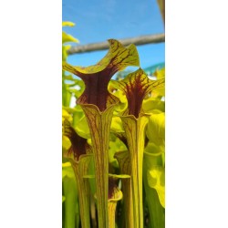 Plantes carnivores - Sarracenia flava var. ornata 'Wewahitchka, Floride' F39MK