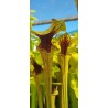 Plantes carnivores - Sarracenia flava var. ornata 'Wewahitchka, Floride' F39MK