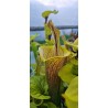 Plantes carnivores - Sarracenia 'Lidless'
