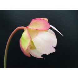 Sarracenia purpurea subsp. venosa var. burkii
