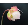 Sarracenia purpurea subsp. venosa var. burkii