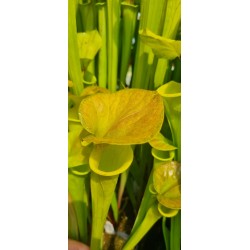Plantes carnivores - Sarracenia flava var. cuprea 'Pender Co. NC ,W (F45,JA)(F173, MK)