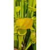 Plantes carnivores - Sarracenia flava var. cuprea 'Pender Co. NC ,W (F45,JA)(F173, MK)