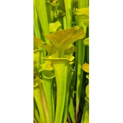 Plantes carnivores - Sarracenia flava var. cuprea 'Pender Co. NC ,W (F45,JA)(F173, MK)