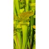 Plantes carnivores - Sarracenia flava var. cuprea 'Pender Co. NC ,W (F45,JA)(F173, MK)