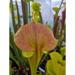 Plantes carnivores - Sarracenia flava var. cuprea 'Pender Co. NC ,W (F45,JA)(F173, MK)
