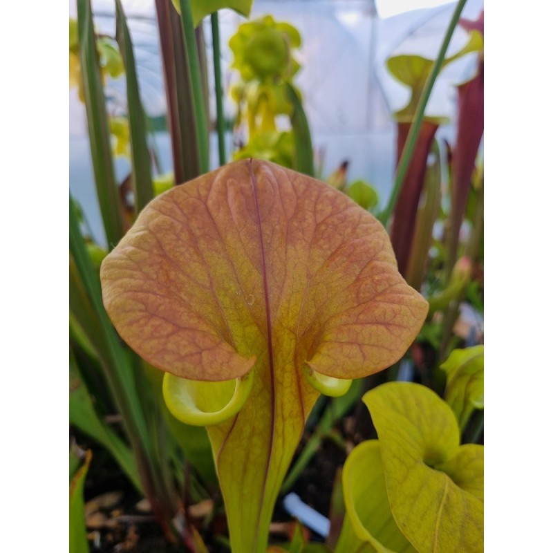 Plantes carnivores - Sarracenia flava var. cuprea 'Pender Co. NC ,W (F45,JA)(F173, MK)
