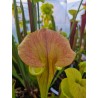 Plantes carnivores - Sarracenia flava var. cuprea 'Pender Co. NC ,W (F45,JA)(F173, MK)