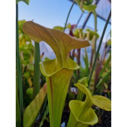 Plantes carnivores - Sarracenia flava var. cuprea 'Pender Co. NC ,W (F45,JA)(F173, MK)