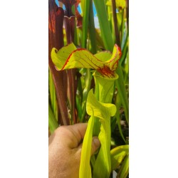 Plantes carnivores - Sarracenia 'sombrero' (SX012-SJ)