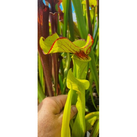Plantes carnivores - Sarracenia 'sombrero' (SX012-SJ)