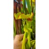 Plantes carnivores - Sarracenia 'sombrero' (SX012-SJ)