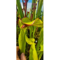 Plantes carnivores - Sarracenia 'sombrero' (SX012-SJ)
