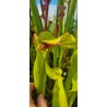 Plantes carnivores - Sarracenia 'sombrero' (SX012-SJ)