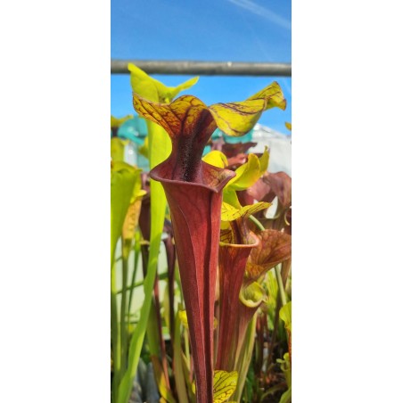 Plantes carnivores - Sarracenia flava var. rubricorpora 'extreme red throat' (mike wang)