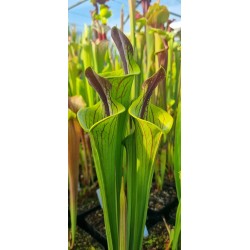 Plantes carnivores -Sarracenia 'lidless giant'