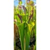 Plantes carnivores -Sarracenia 'lidless giant'