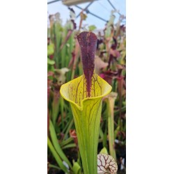 Plantes carnivores -Sarracenia 'lidless giant'