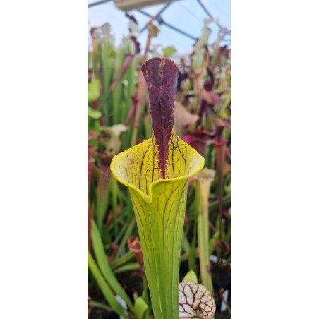Plantes carnivores -Sarracenia 'lidless giant'