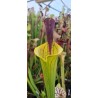 Plantes carnivores -Sarracenia 'lidless giant'