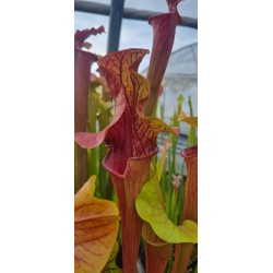 Plantes carnivores - Sarracenia x dantadelle