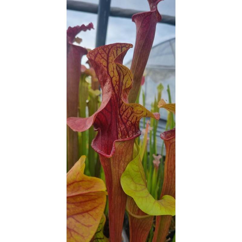 Plantes carnivores - Sarracenia x dantadelle