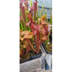 Plantes carnivores - Sarracenia x dantadelle