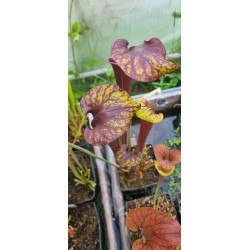 Plantes carnivores - Sarracenia flava var. rubricorpora 'dark 3 x dark 2, Liberty Co, Fl' Mike Wang