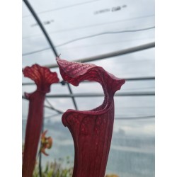 Plantes carnivores - Sarracenia 'tall red tubes' (SX004-SJ)