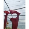 Plantes carnivores - Sarracenia 'tall red tubes' (SX004-SJ)