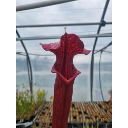 Plantes carnivores - Sarracenia 'tall red tubes' (SX004-SJ)