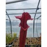 Plantes carnivores - Sarracenia 'tall red tubes' (SX004-SJ)
