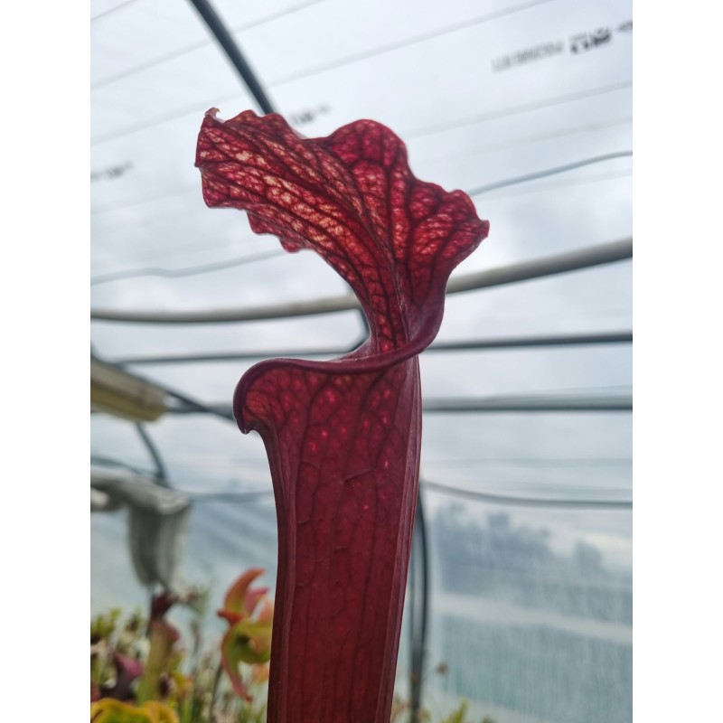 Plantes carnivores - Sarracenia 'tall red tubes' (SX004-SJ)
