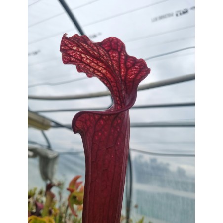 Plantes carnivores - Sarracenia 'tall red tubes' (SX004-SJ)