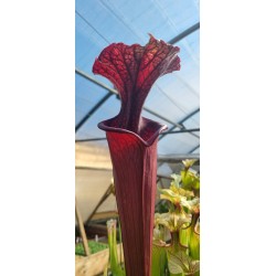 Plantes carnivores - Sarracenia X moorei 'saurus'