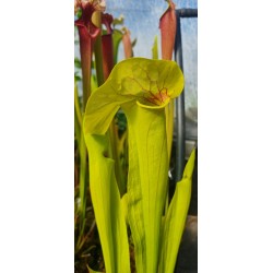 Plantes carnivores - Sarracenia 'sombrero' (SX012-SJ)