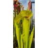 Plantes carnivores - Sarracenia 'sombrero' (SX012-SJ)