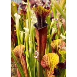 Plantes carnivores - Sarracenia loquorice lips