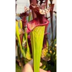 Plantes carnivores - Sarracenia x helen Mary (H182, MK)
