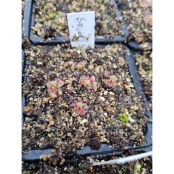 Drosera sewelliae