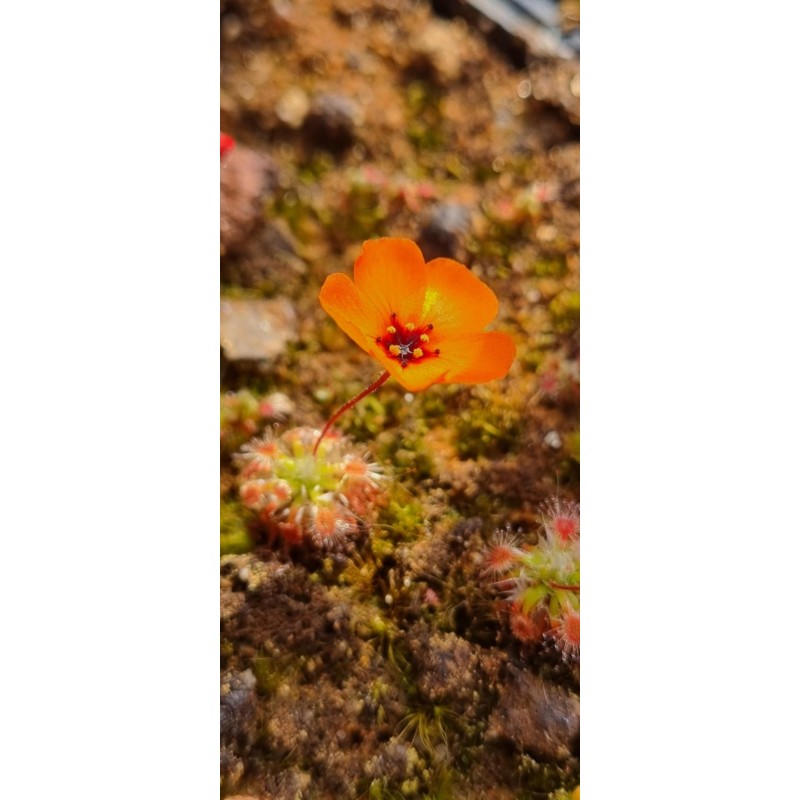 Plantes carnivores - Drosera sewelliae