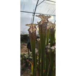 Plantes carnivores - Sarracenia leucophylla 'Gulf Breeze, Florida' L95MK