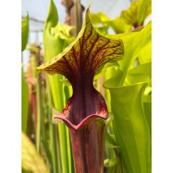Plantes carnivores - Sarracenia 'Mansille'