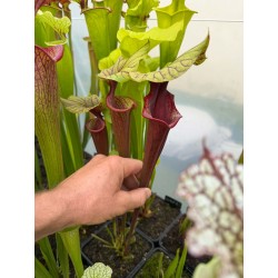 Plantes carnivores - Sarracenia 'Mansille'