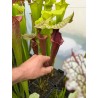 Plantes carnivores - Sarracenia 'Mansille'