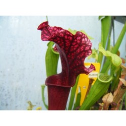 Sarracenia X judith hindle