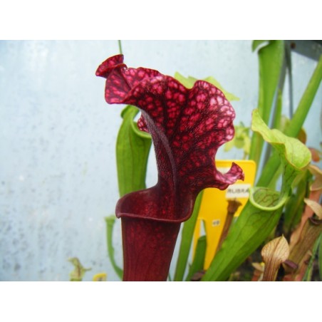 Sarracenia X judith hindle