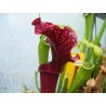 Sarracenia X judith hindle