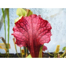 Sarracenia X judith hindle