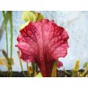 Sarracenia X judith hindle
